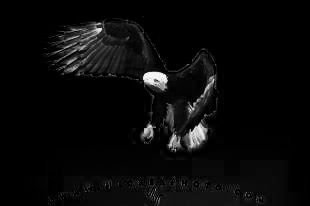 Eagle 7.jpg